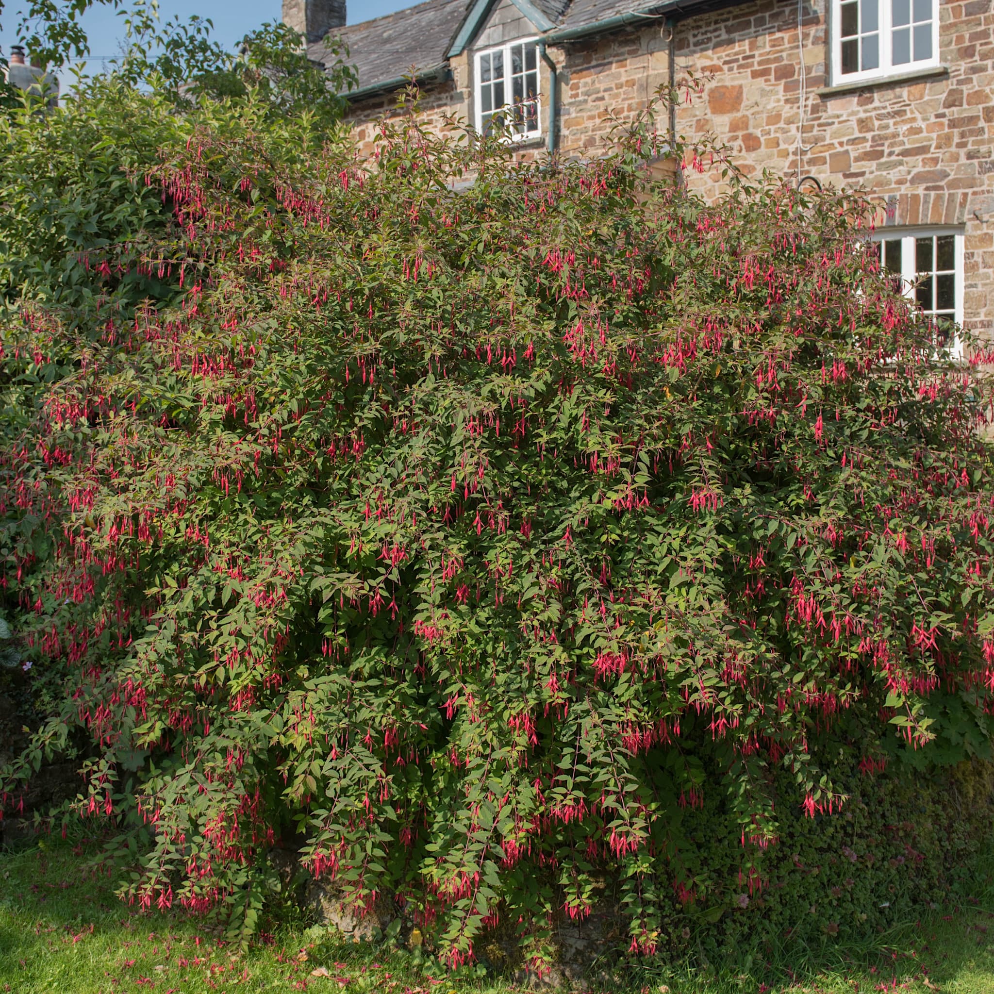 Fuchsia 'Riccartonii'