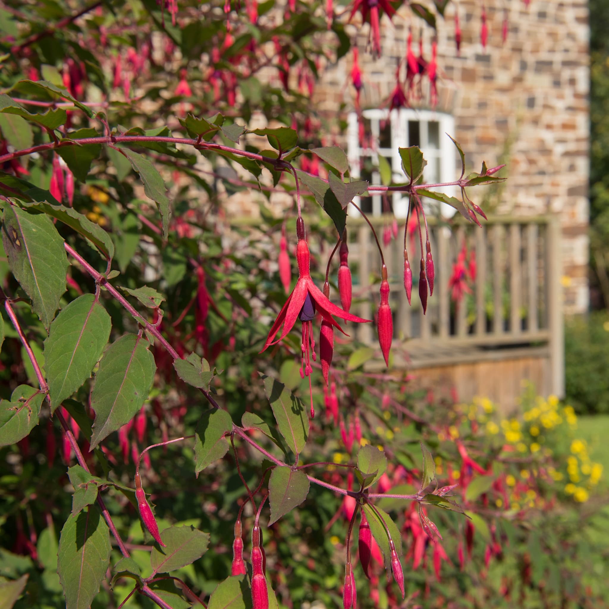 Fuchsia 'Riccartonii'