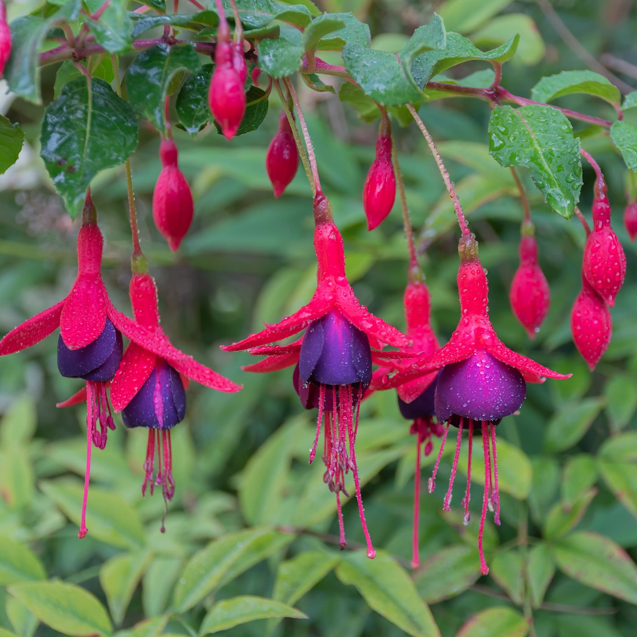 Fuchsia 'Tom Thumb'