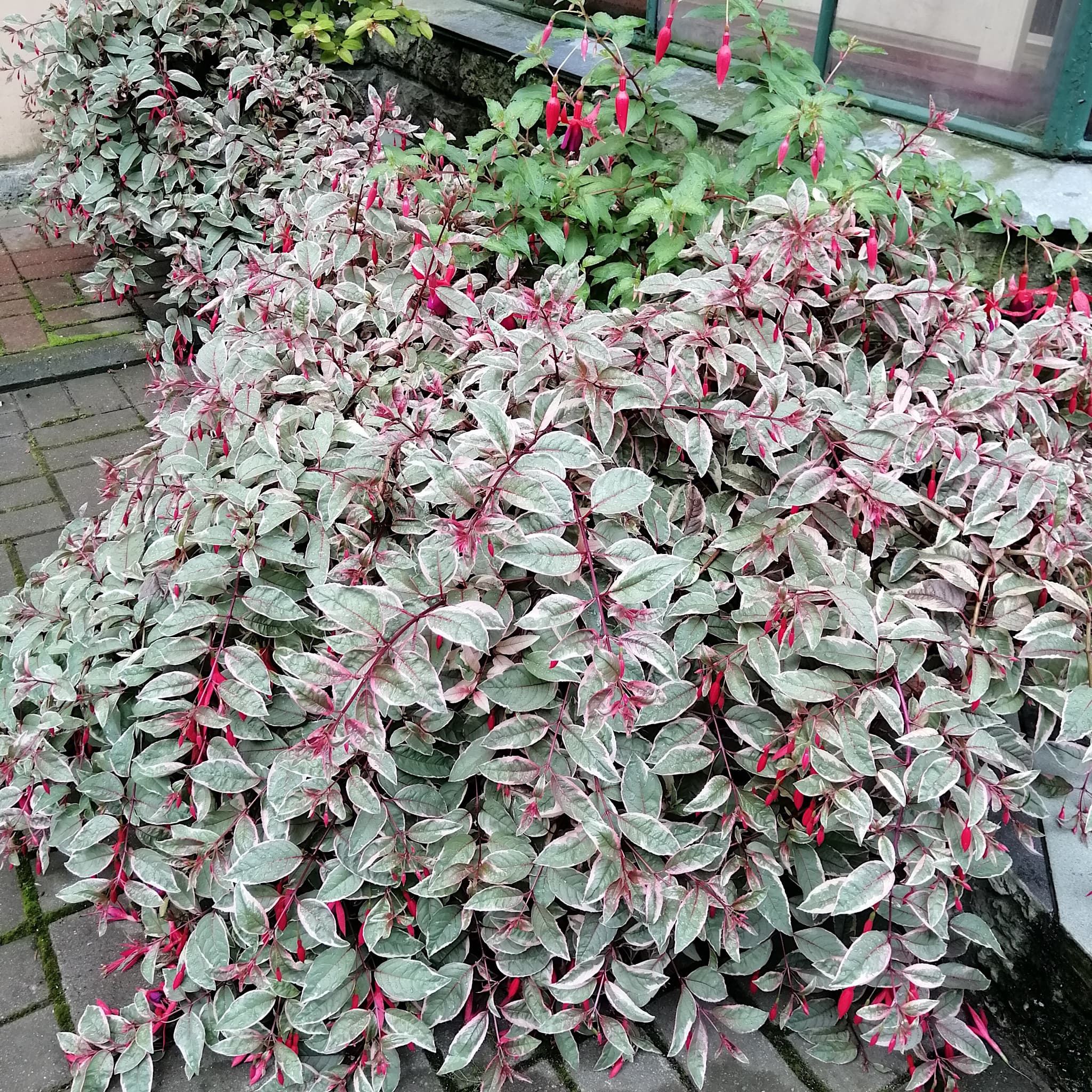 Fuchsia 'Tom West'