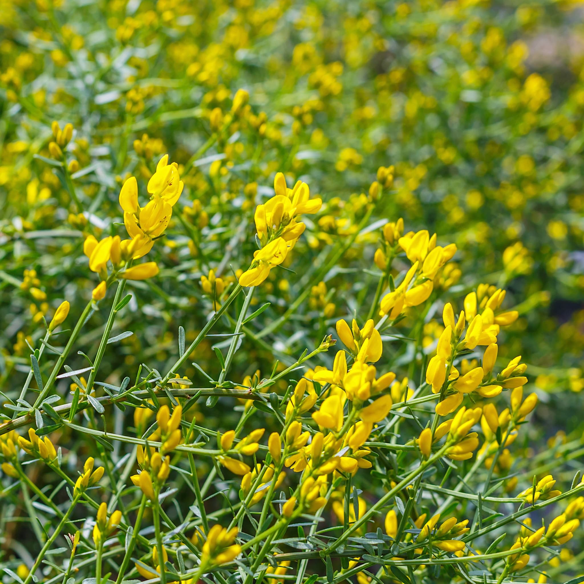 Genista lydia