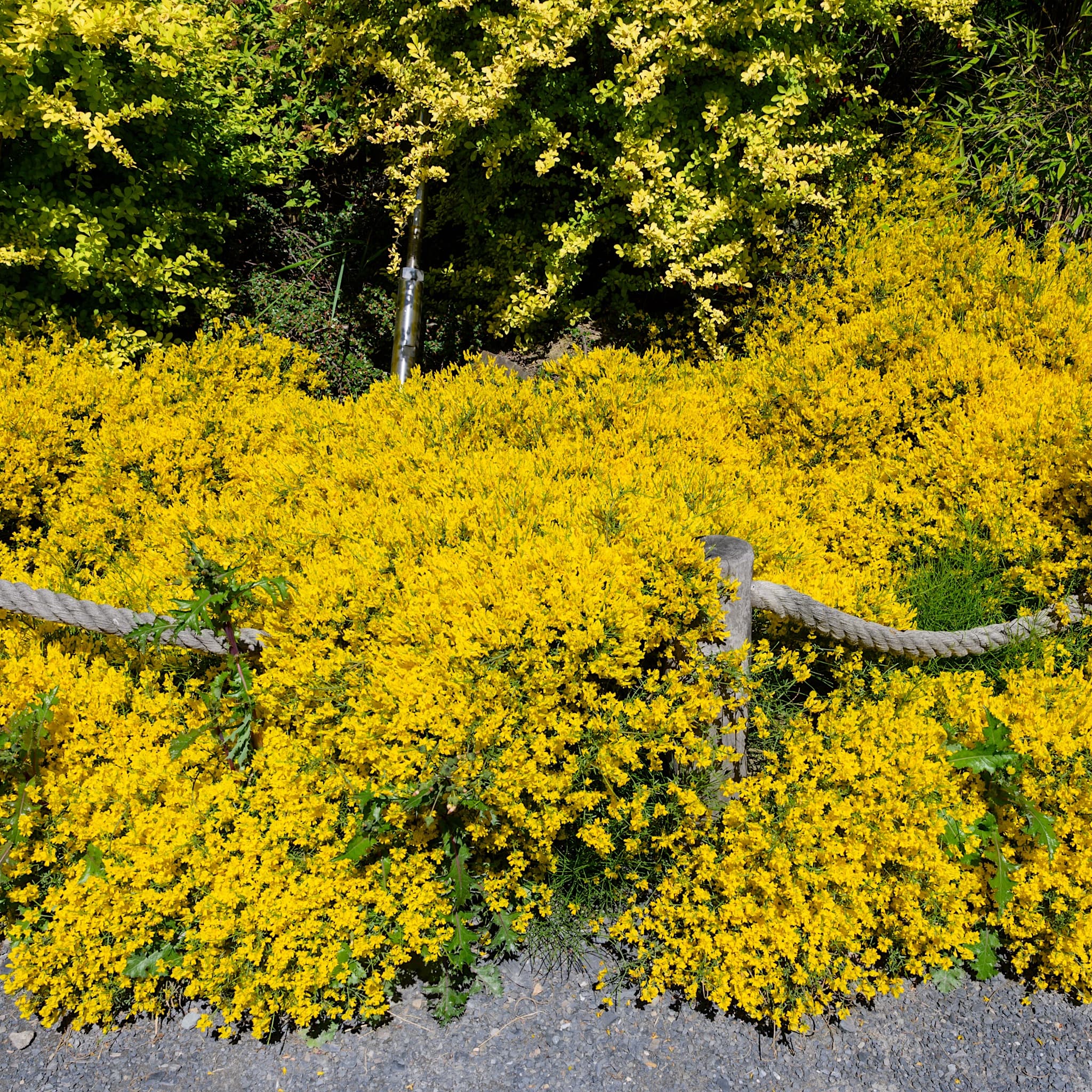 Genista lydia
