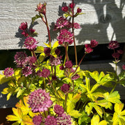 Astrantia maj. 'Star of Beauty'