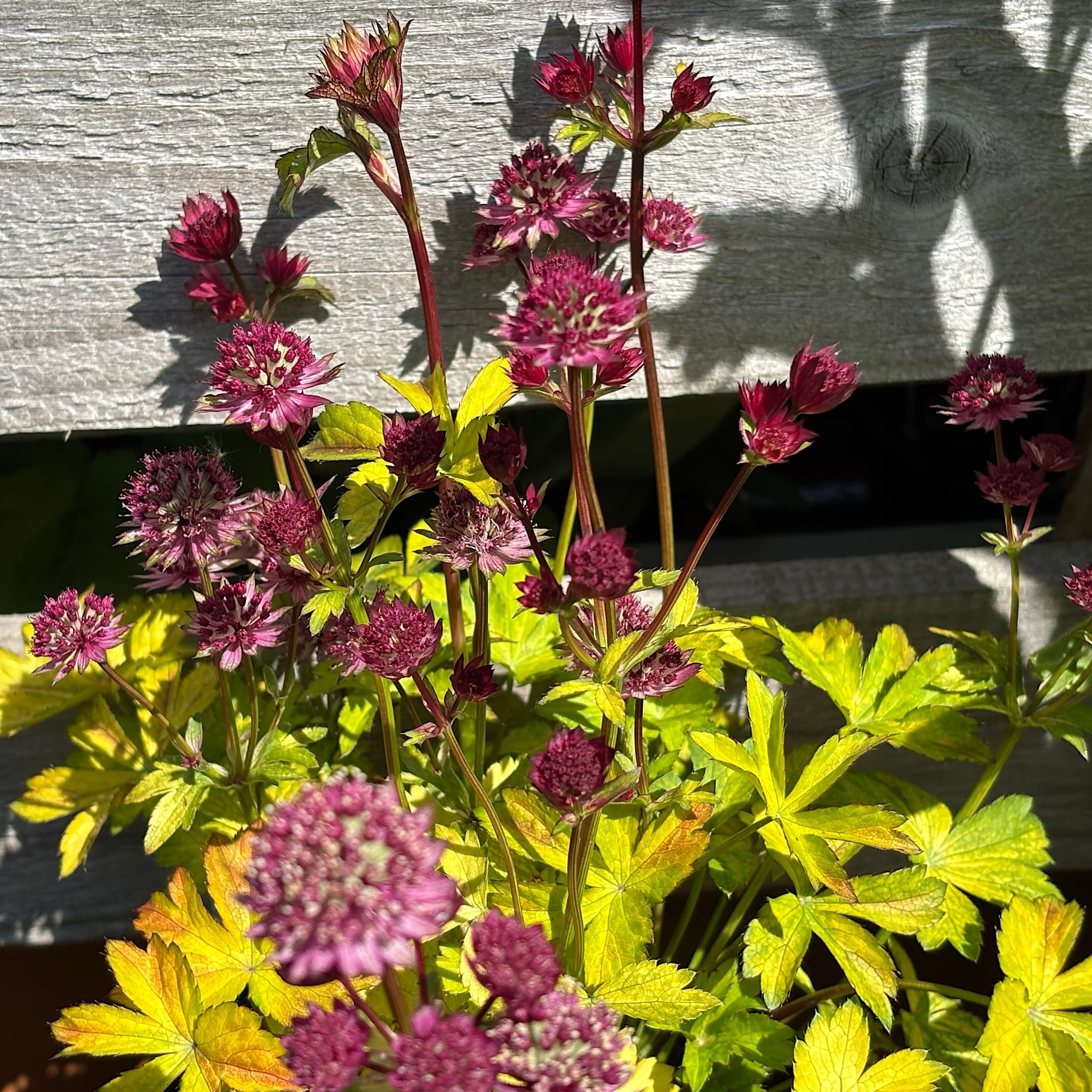 Astrantia maj. 'Star of Beauty'