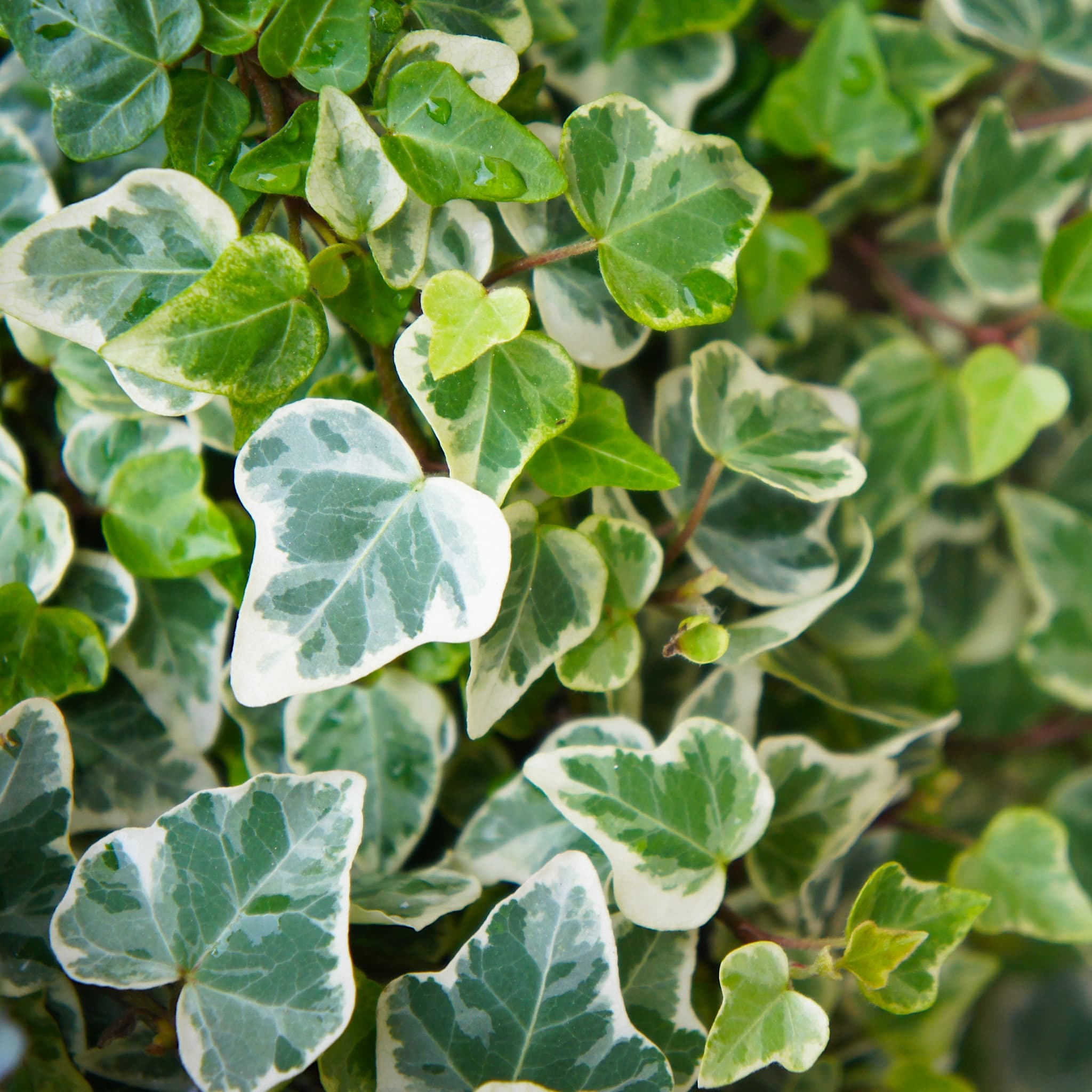 Hedera helix 'Glacier'