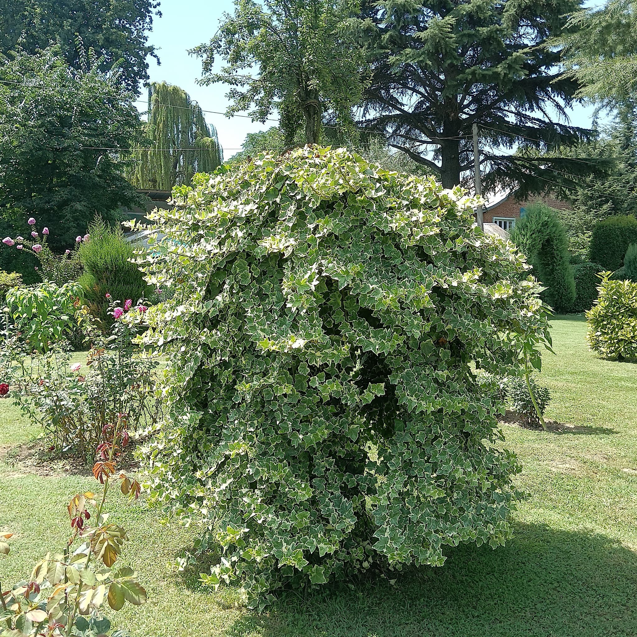 Hedera helix 'Glacier'