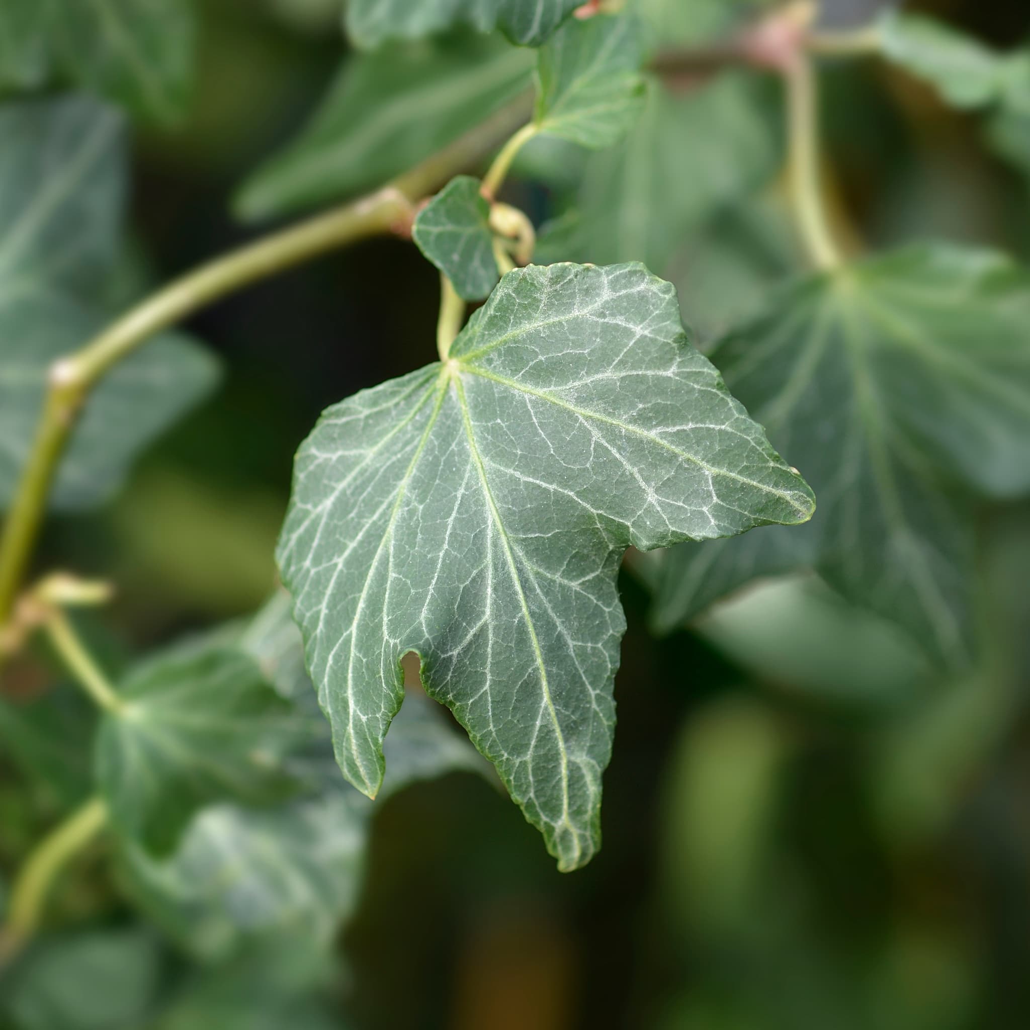 Hedera helix 'Green Ripple’