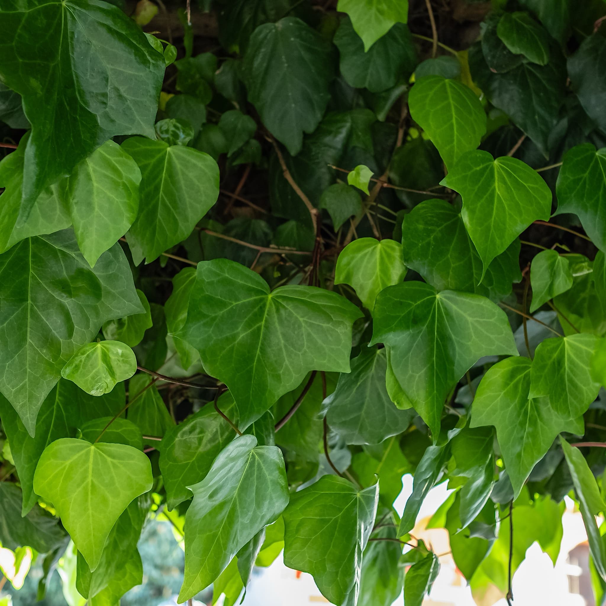 Hedera helix 'Green Ripple’
