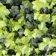 Hedera hibernica