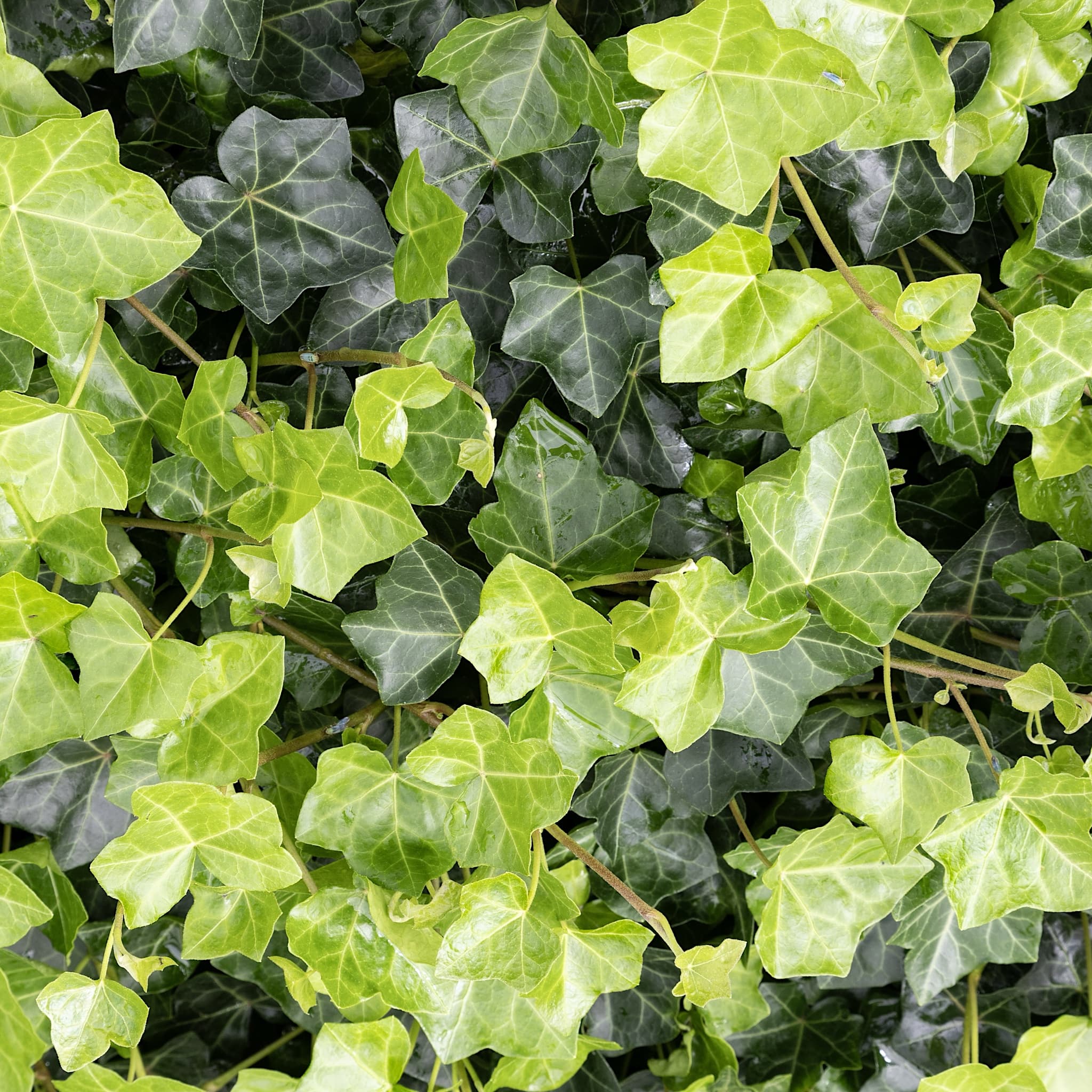 Hedera hibernica