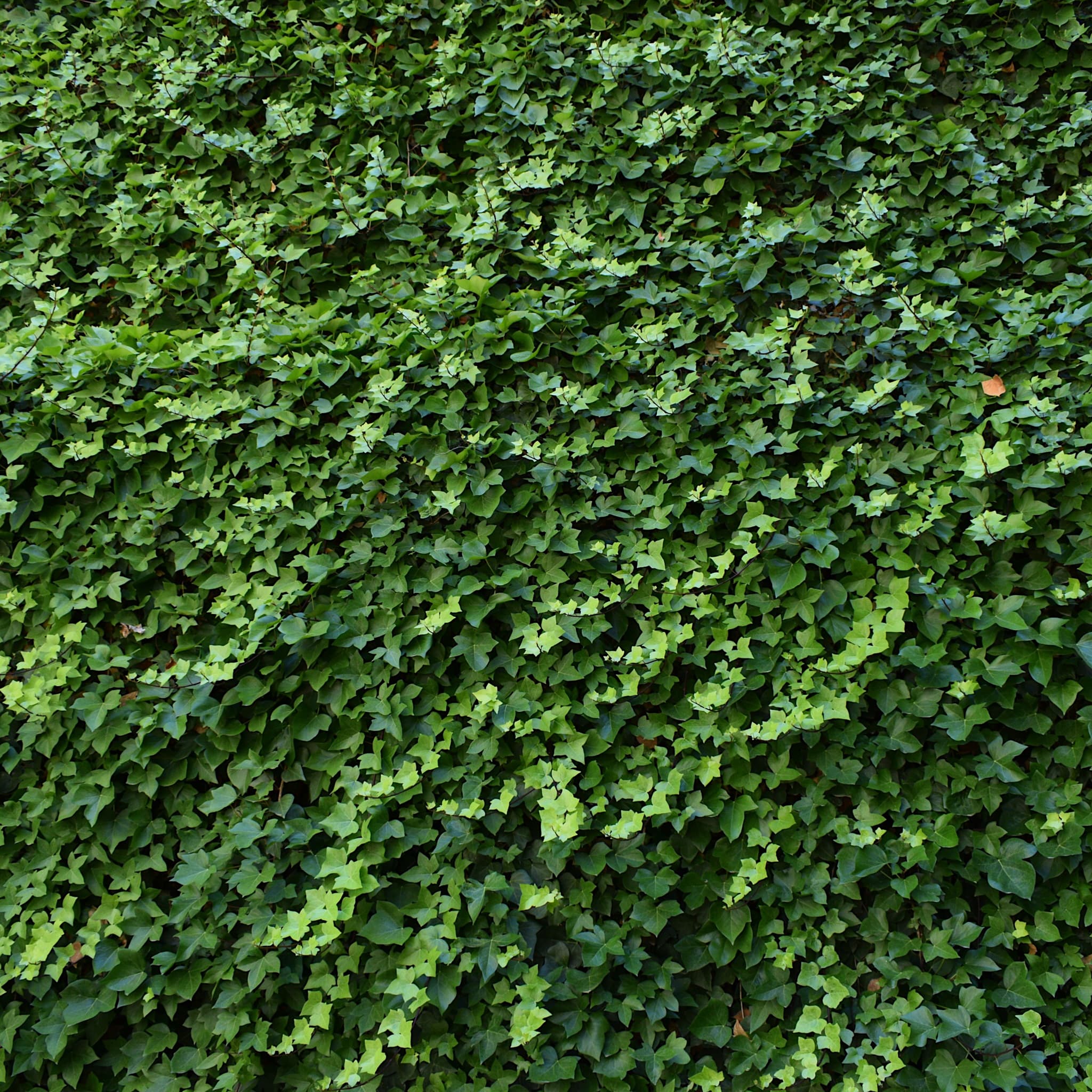Hedera hibernica