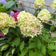 Hydrangea paniculata 'Graffiti'