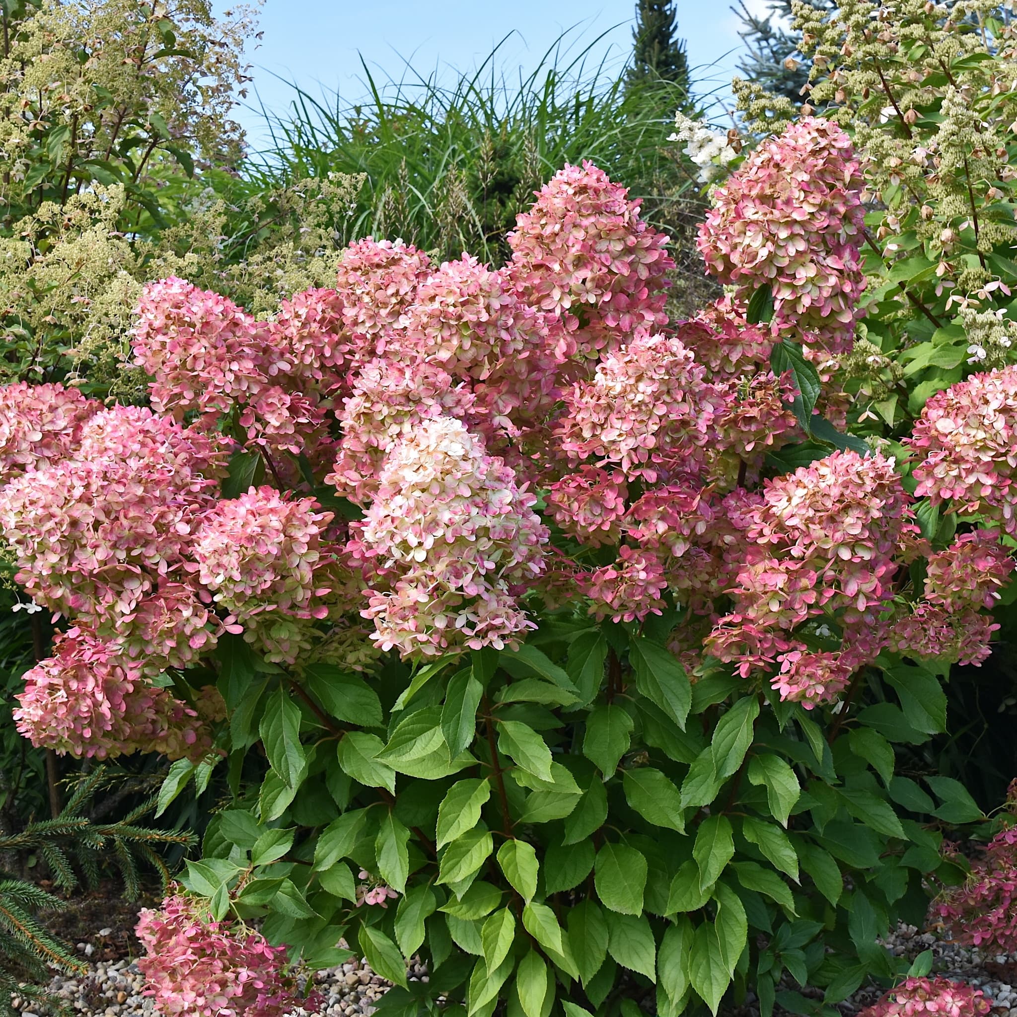 Hydrangea paniculata 'Graffiti'