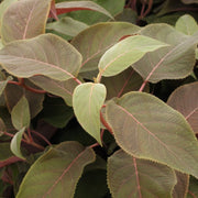 Hydrangea aspera Hot Chocolate