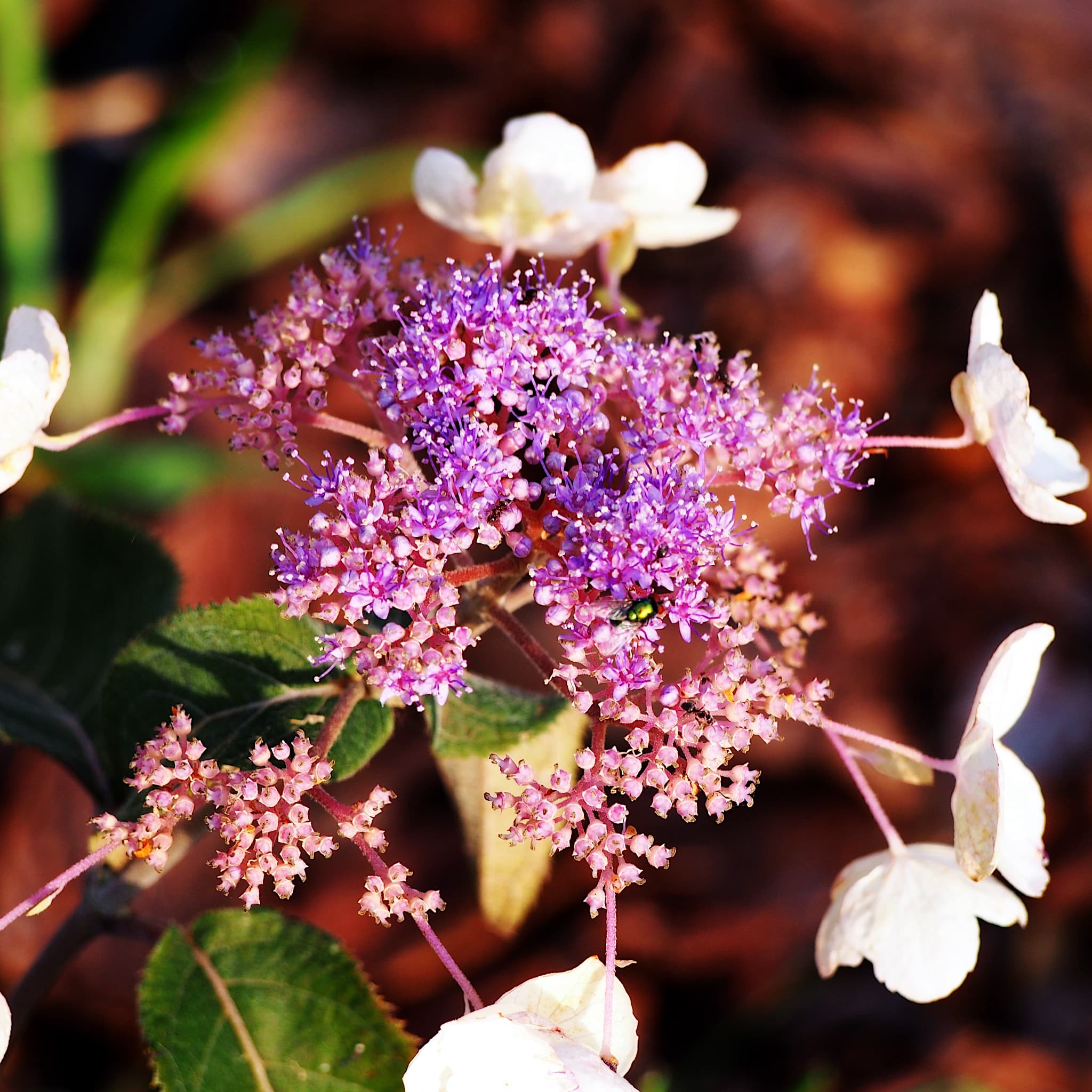 Hydrangea aspera Hot Chocolate