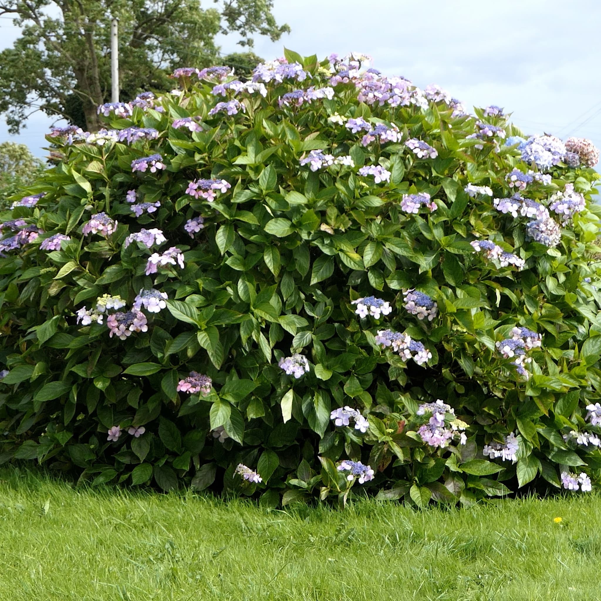 Hydrangea aspera 'Macrophylla'
