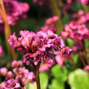 Bergenia 'Eroica'