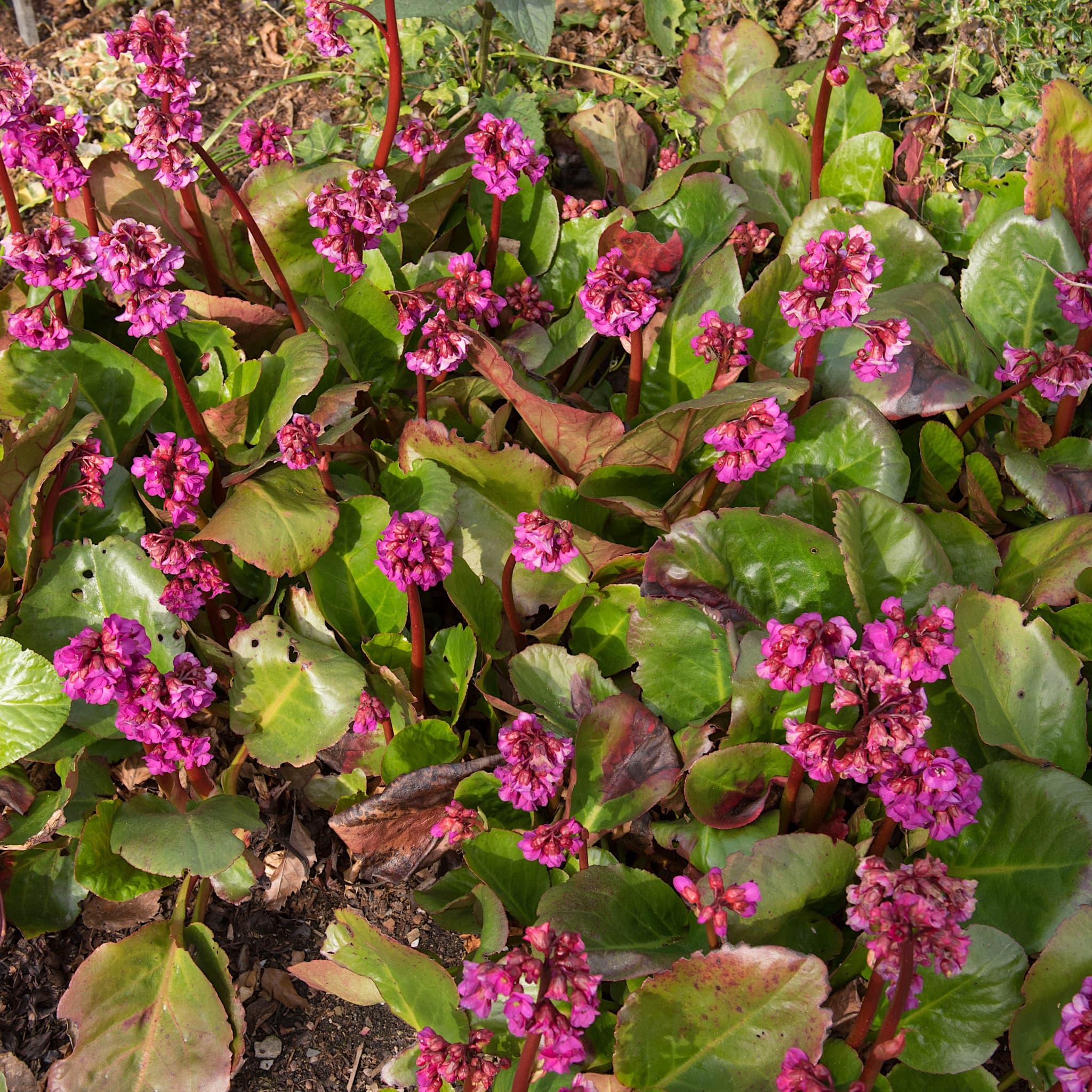 Bergenia 'Eroica'