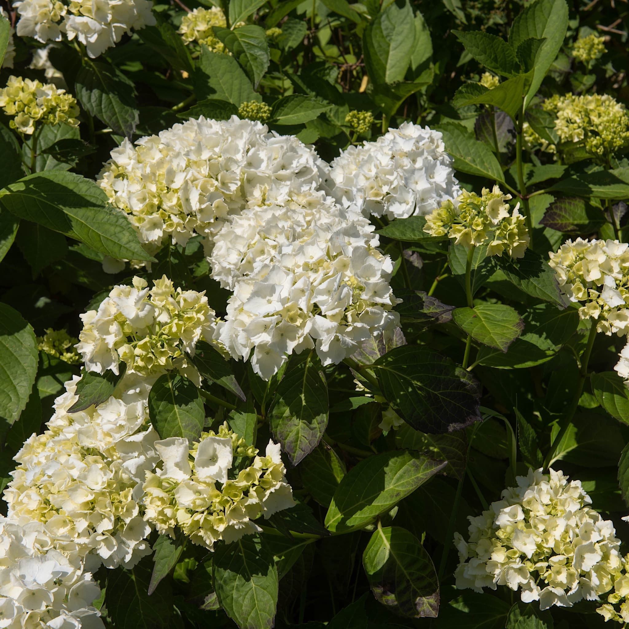 Hydrangea macrophylla 'Madame Emile Mouillère'