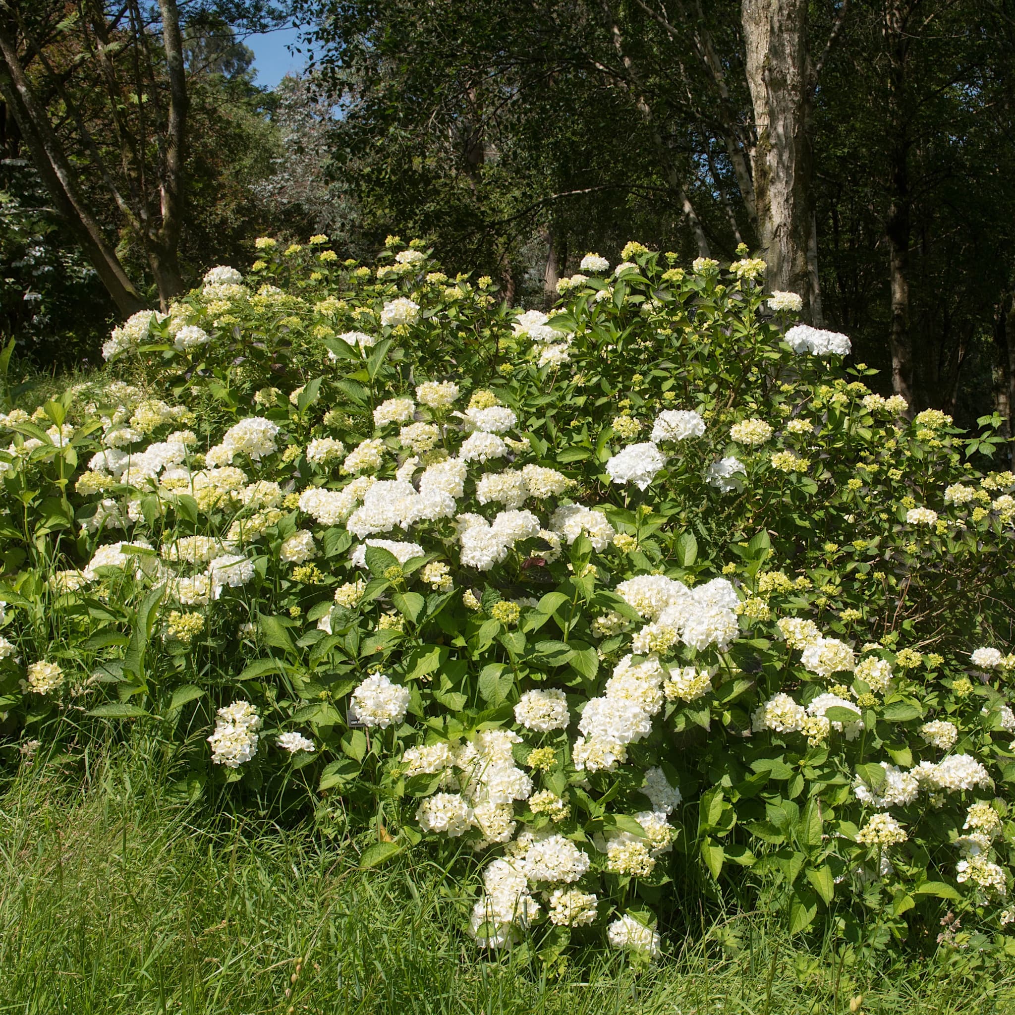 Hydrangea macrophylla 'Madame Emile Mouillère'