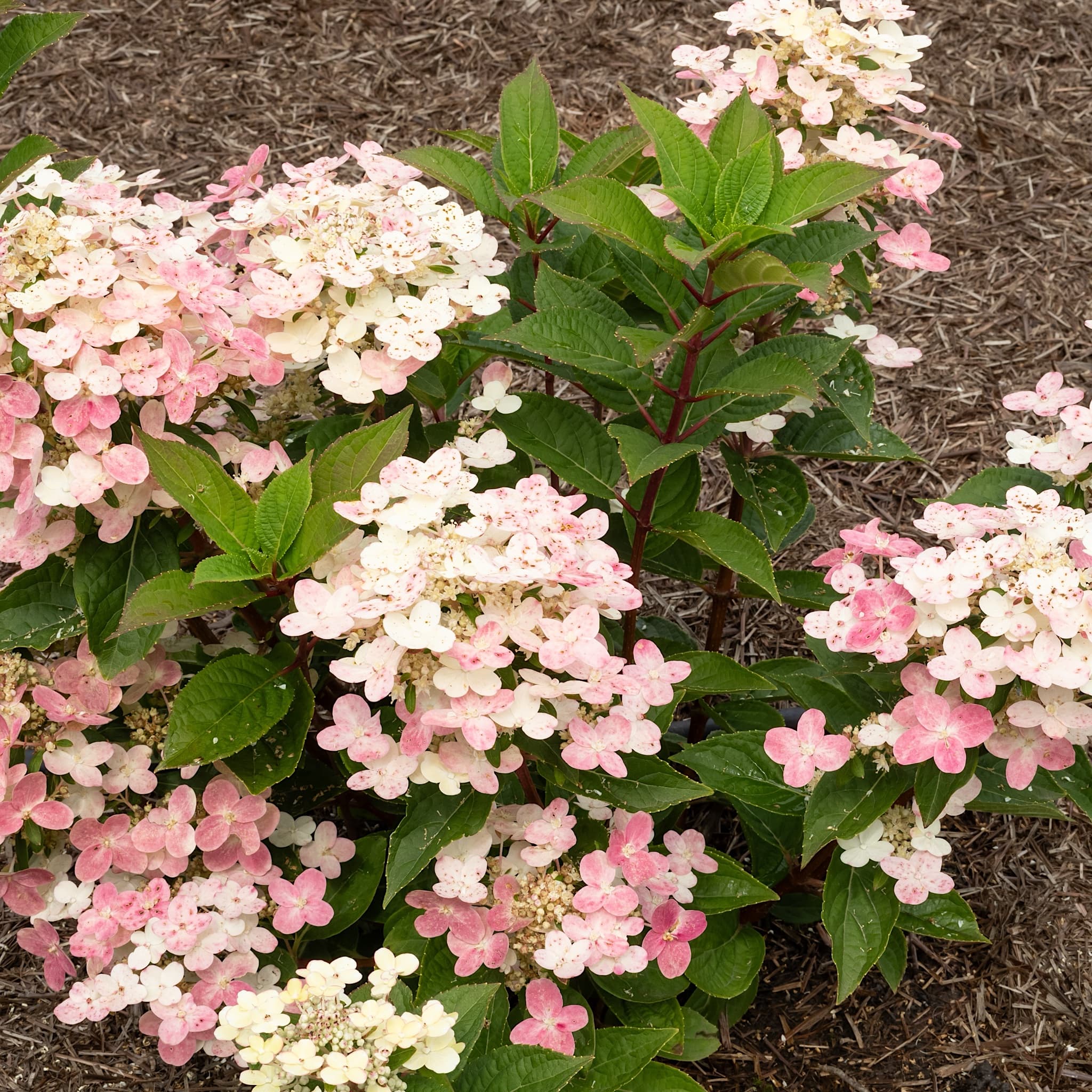 Hydrangea pan. 'Polestar'