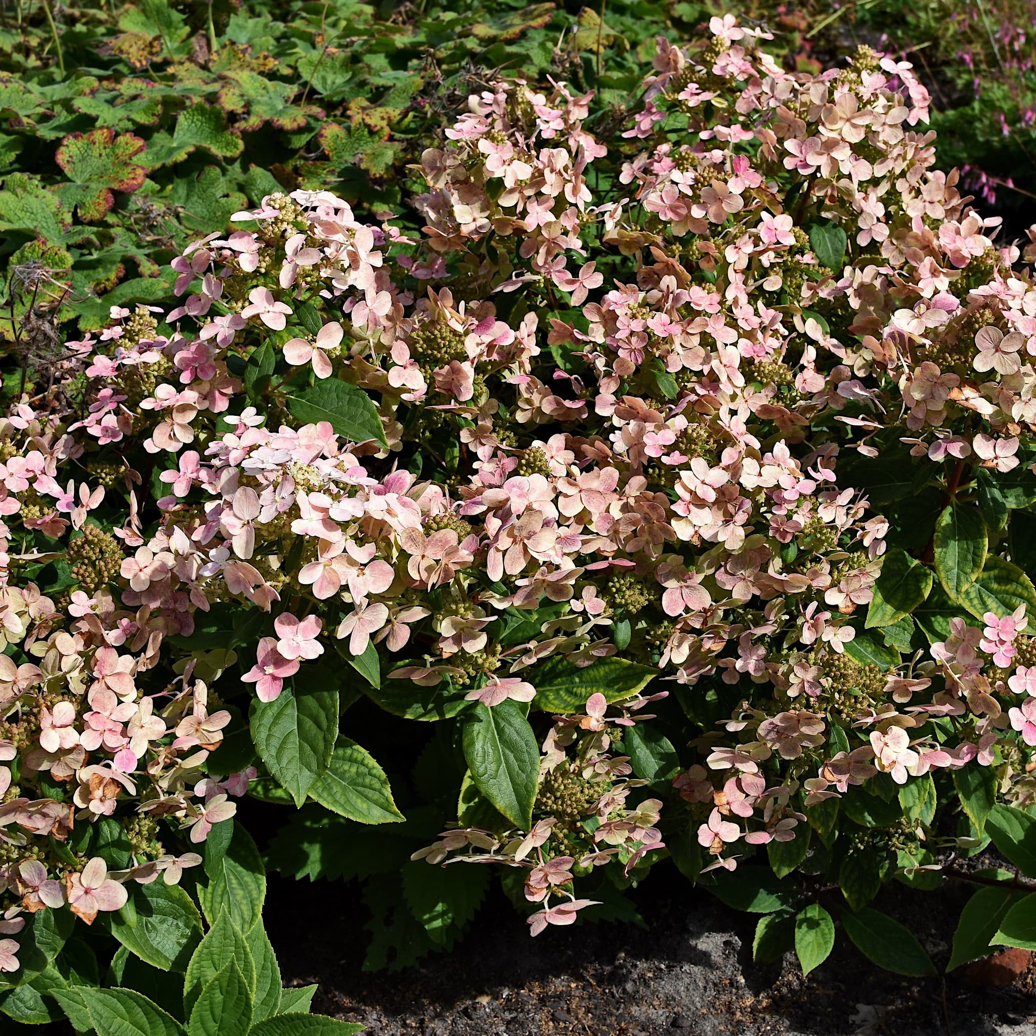 Hydrangea pan. 'Polestar'