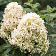 Hydrangea pan. 'Skyfall'