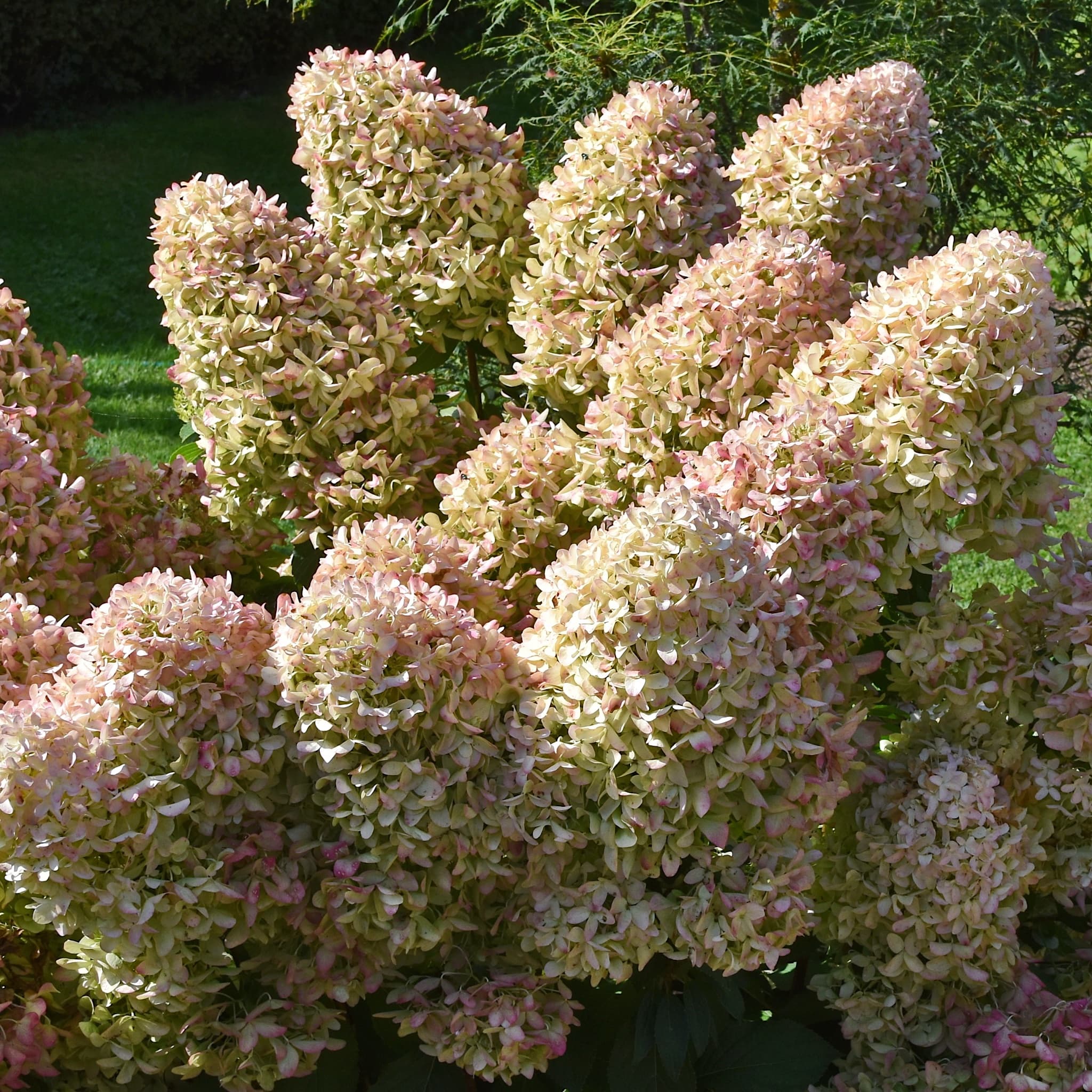 Hydrangea pan. 'Skyfall'
