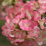 Hydrangea pan. 'Sundae Fraise'