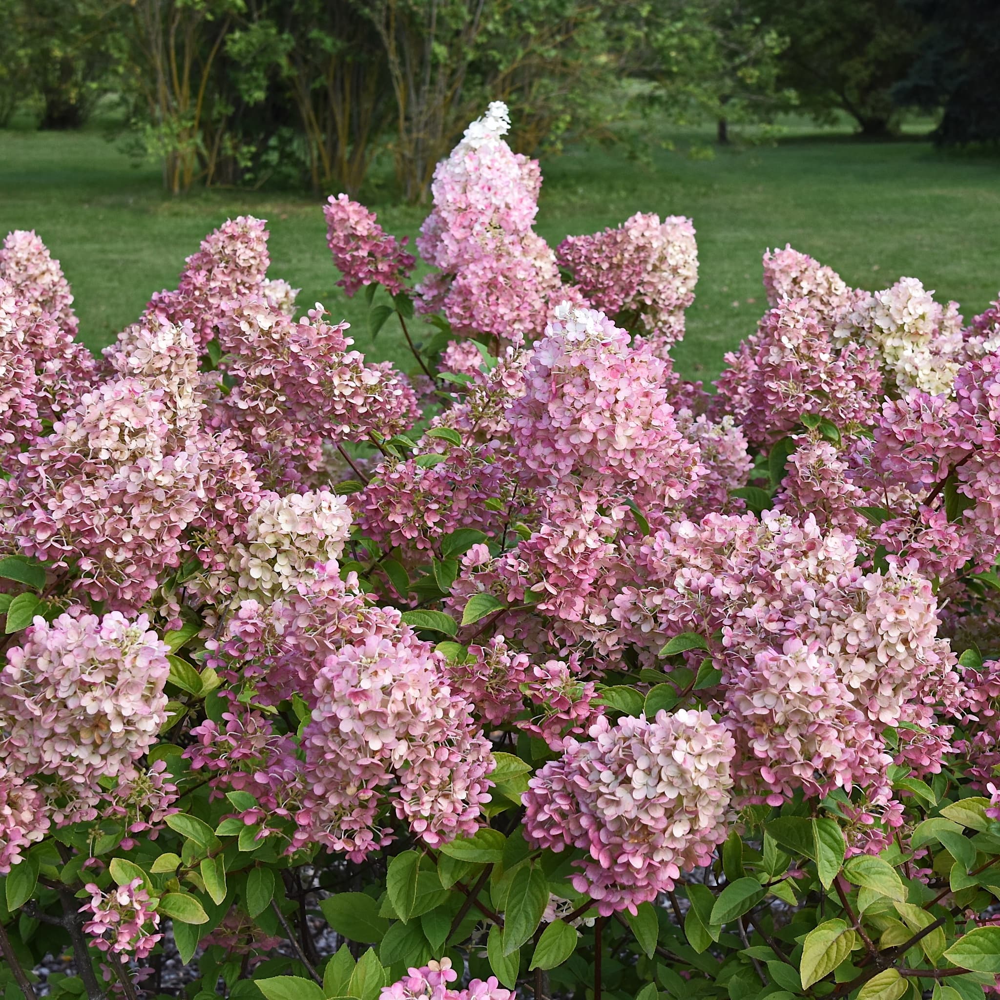 Hydrangea pan. 'Sundae Fraise'