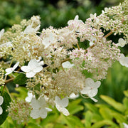 Hydrangea pan. 'Tardiva'