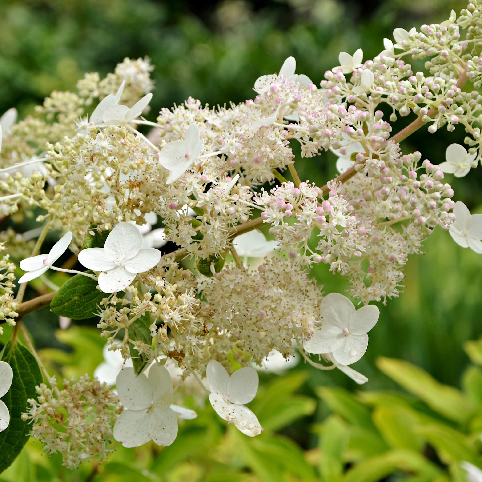 Hydrangea pan. 'Tardiva'