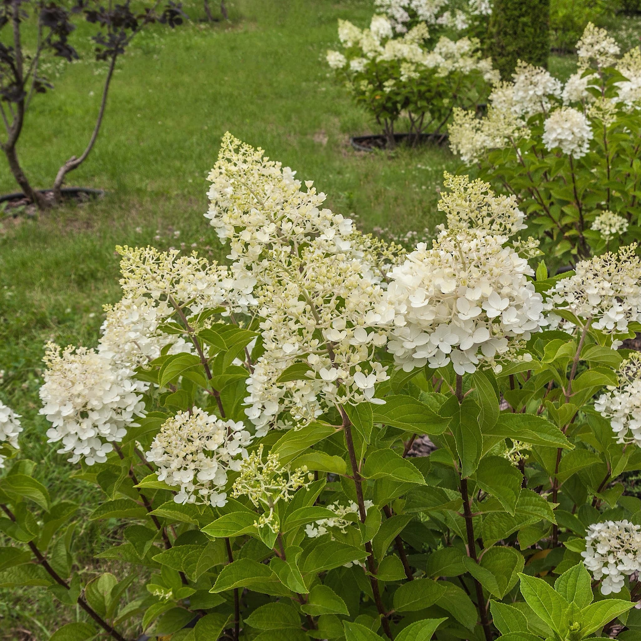 Hydrangea pan. 'Tardiva'
