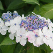 Hydrangea macr. 'White Wave'