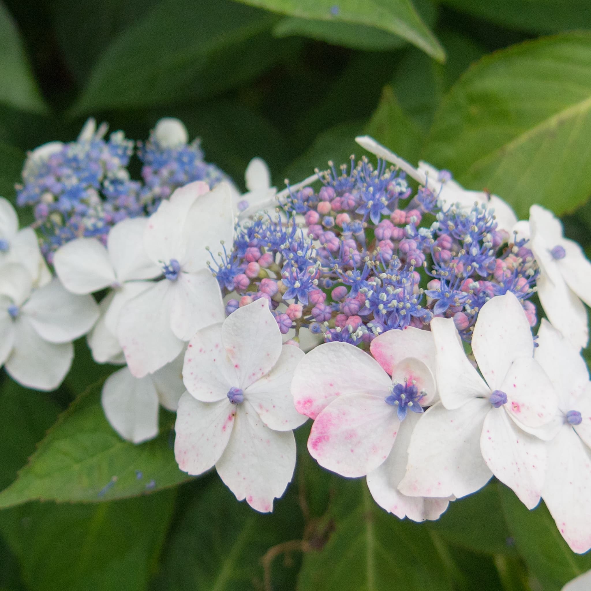 Hydrangea macr. 'White Wave'