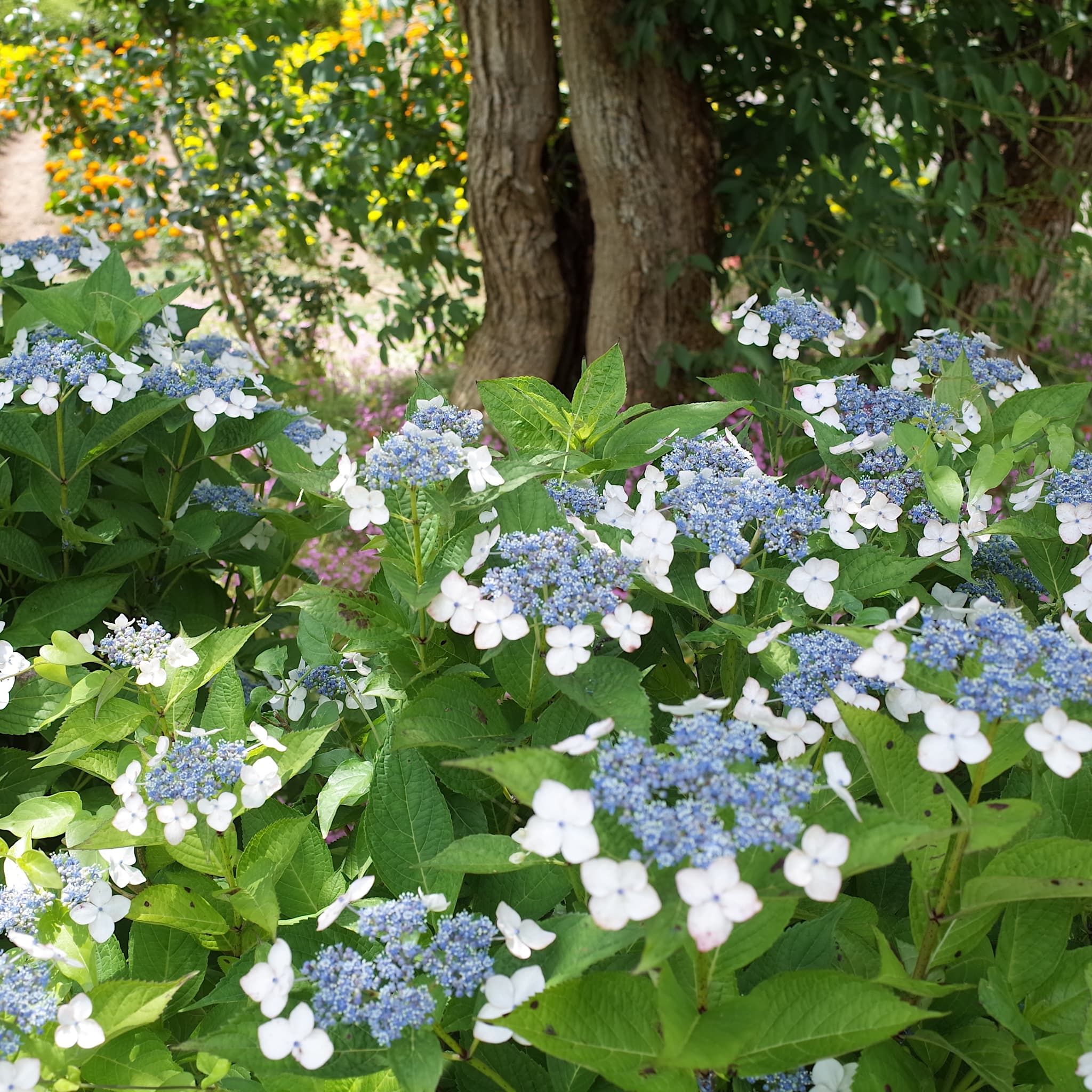 Hydrangea macr. 'White Wave'