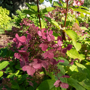 Hydrangea pan. 'Wim's Red’