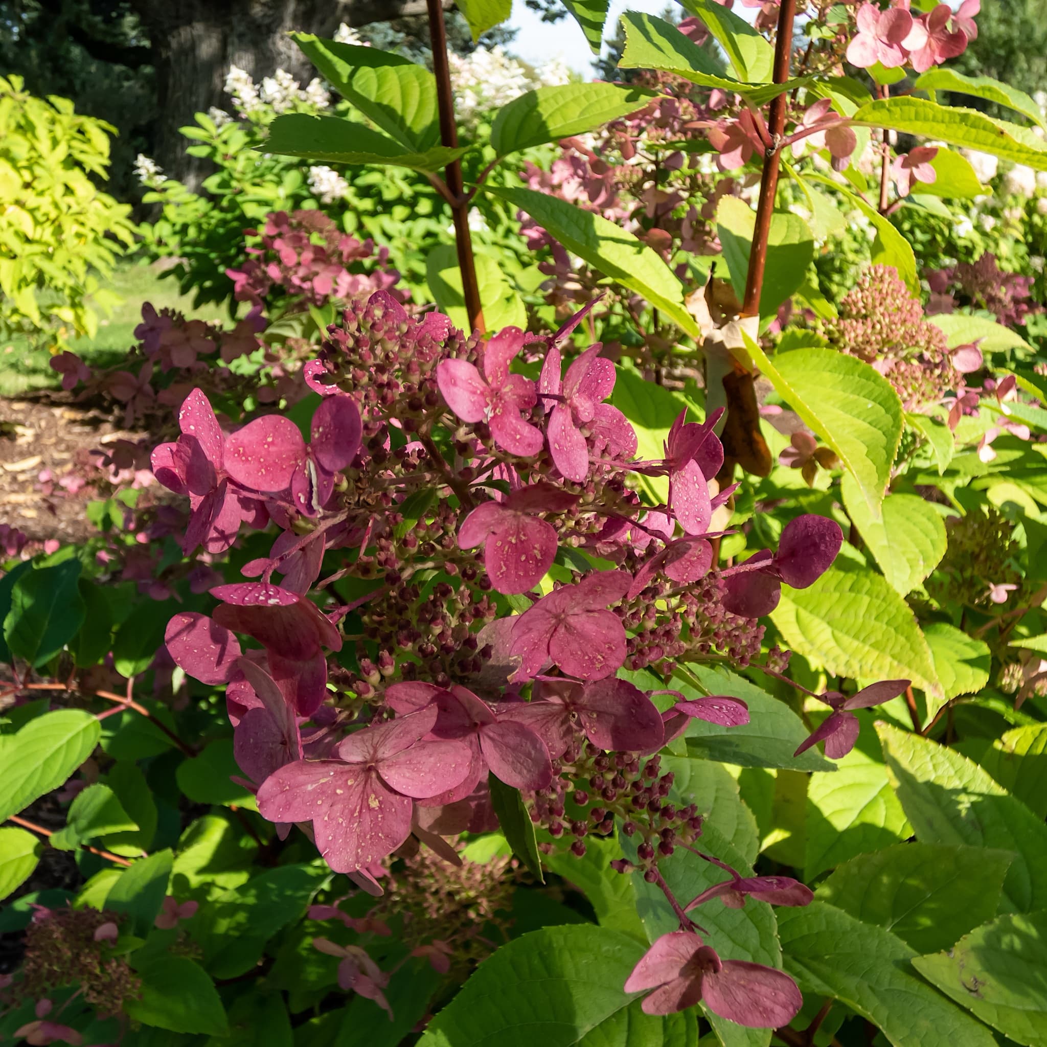 Hydrangea pan. 'Wim's Red’