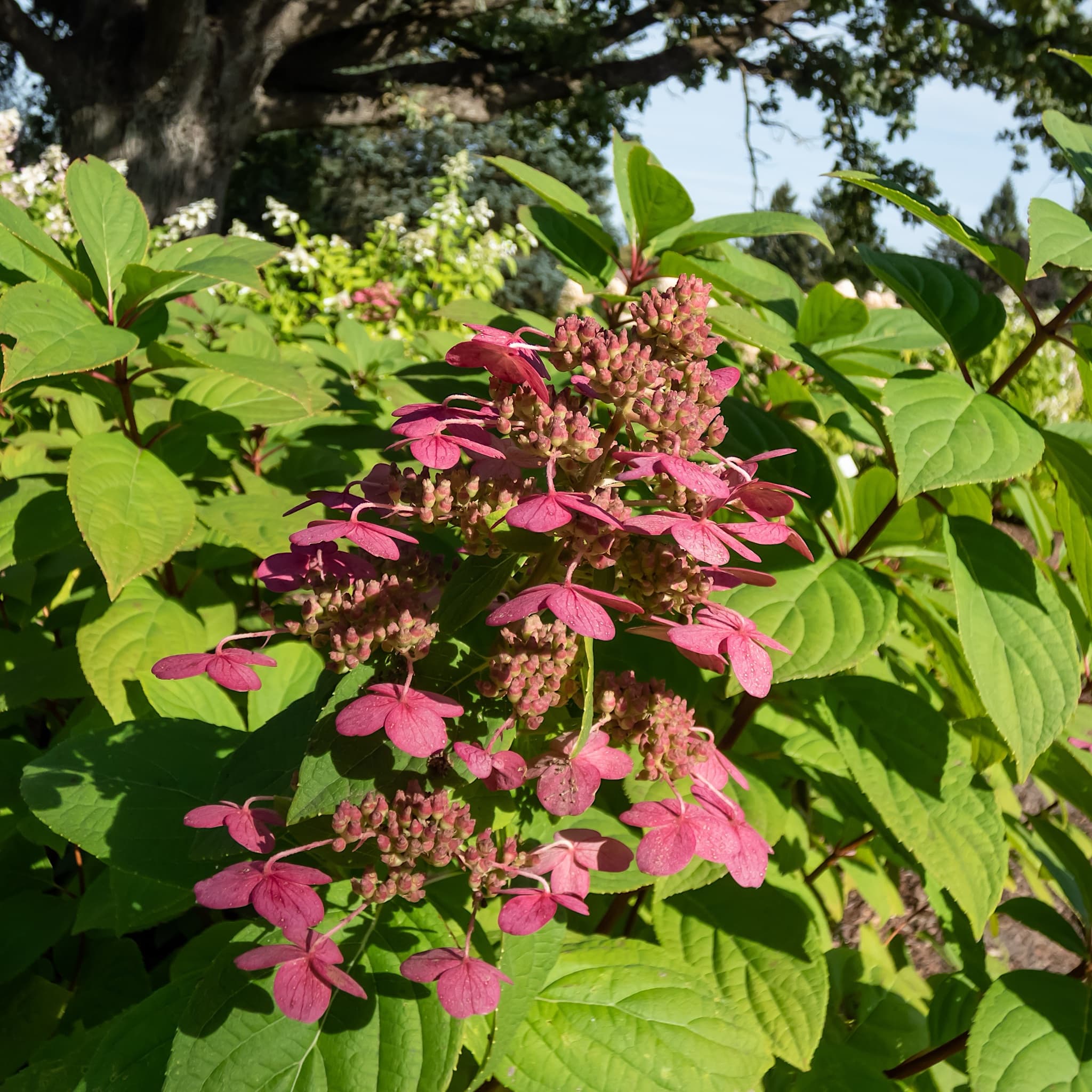 Hydrangea pan. 'Wim's Red’