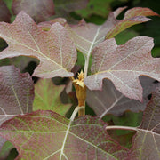 Hydrangea quercifolia 'Burgundy'