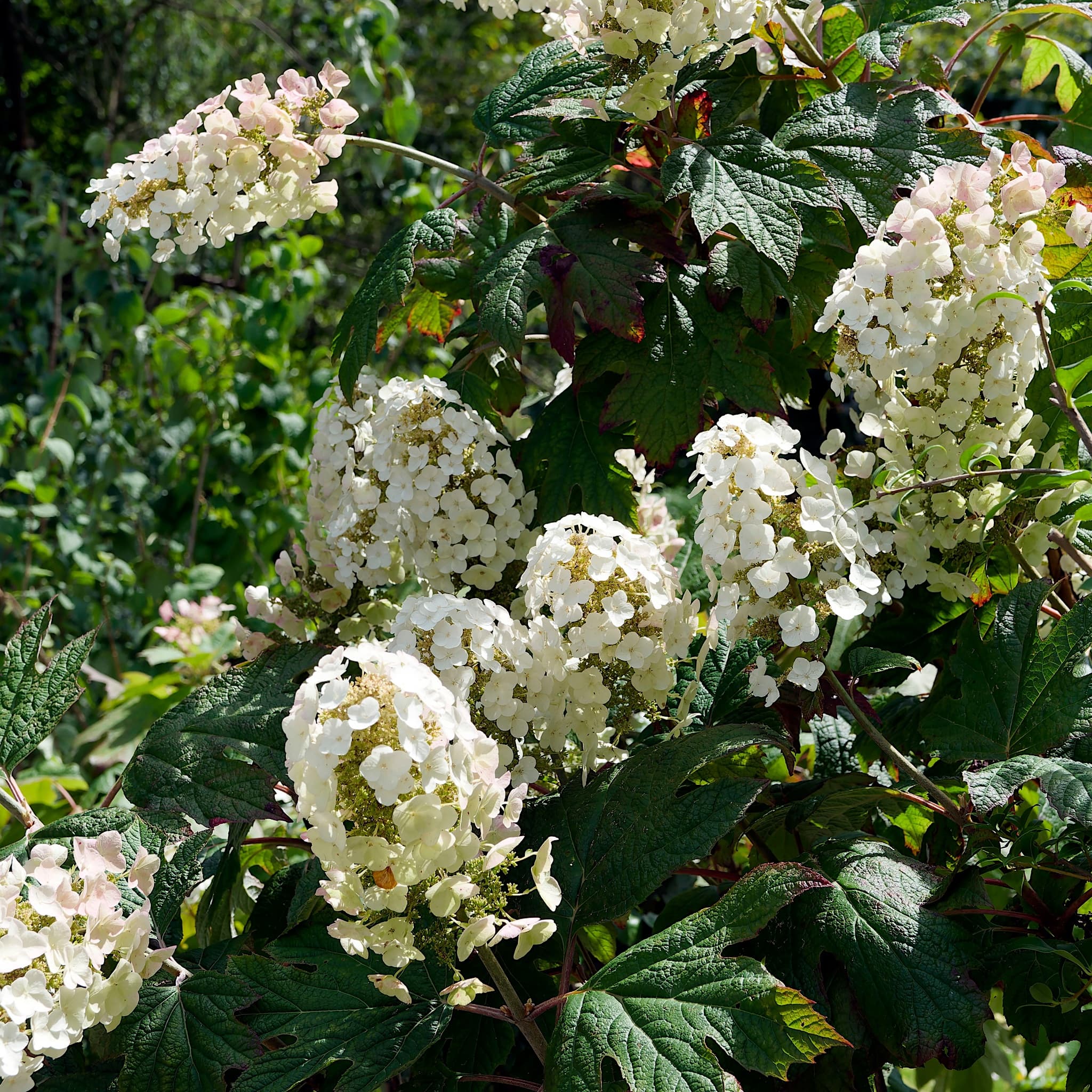 Hydrangea quercifolia 'Burgundy'