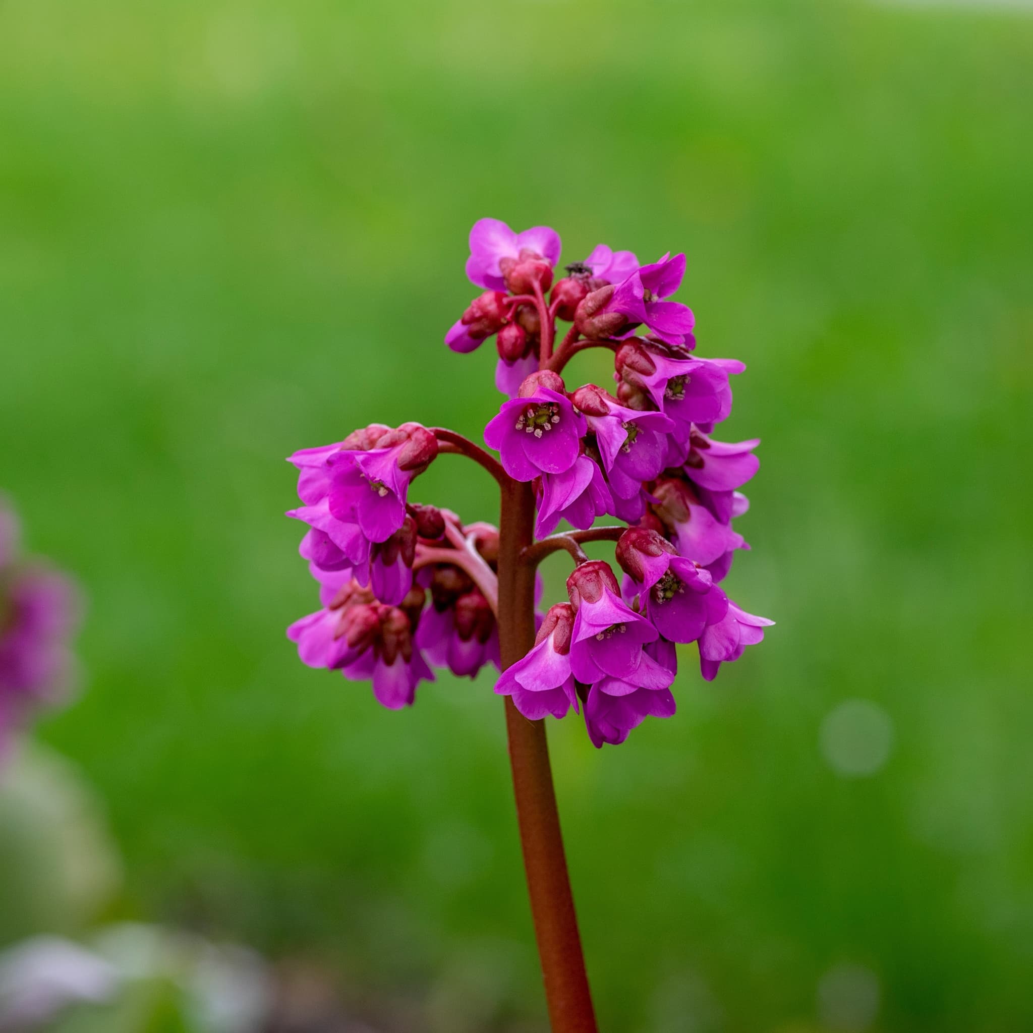 Bergenia 'Winterglut'