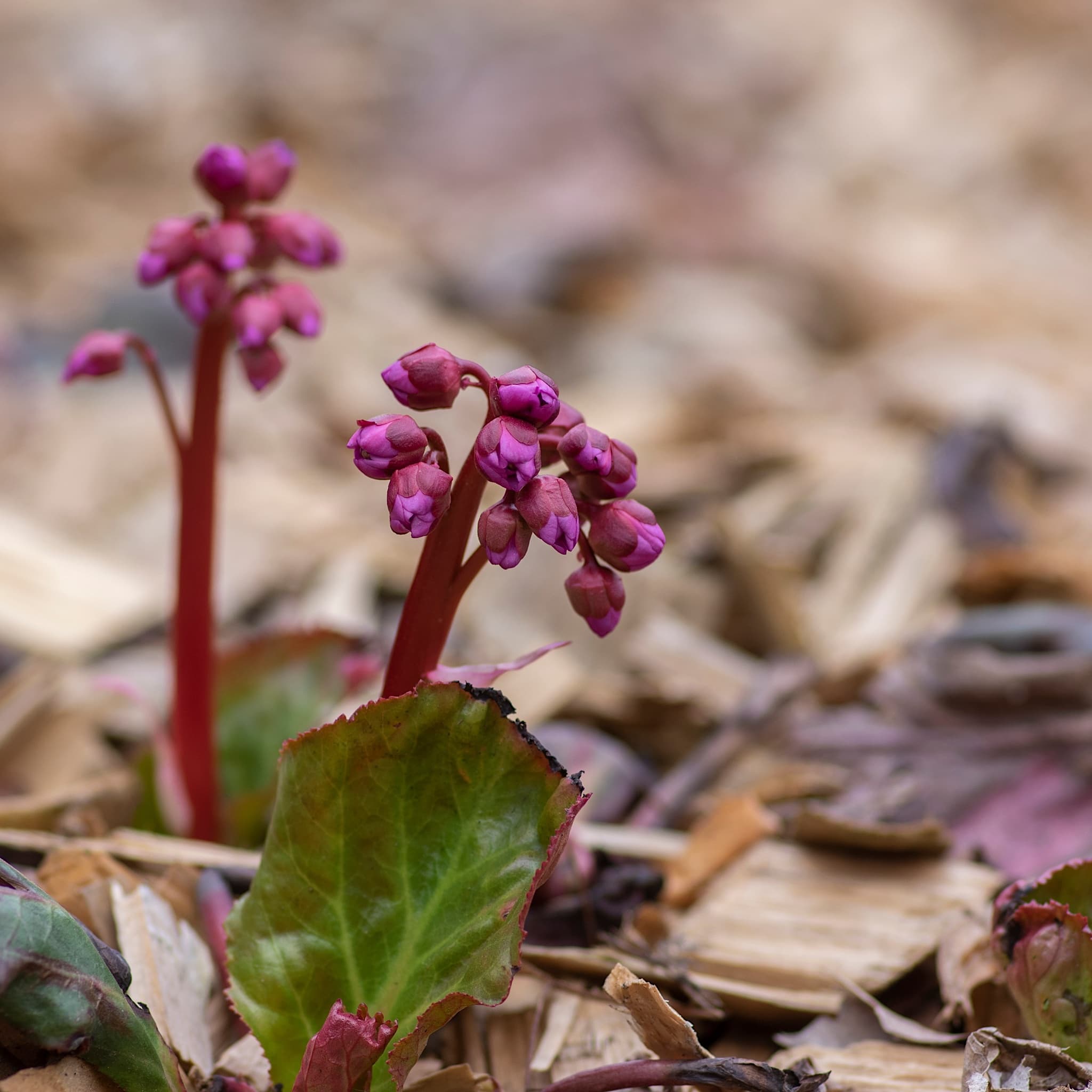 Bergenia 'Winterglut'