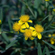 Hypericum 'Gemo'