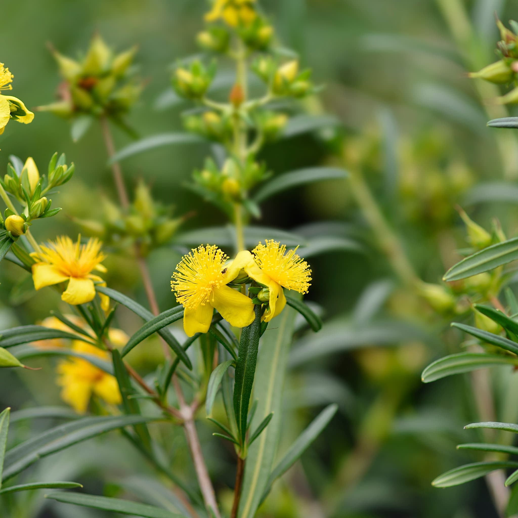 Hypericum 'Gemo'