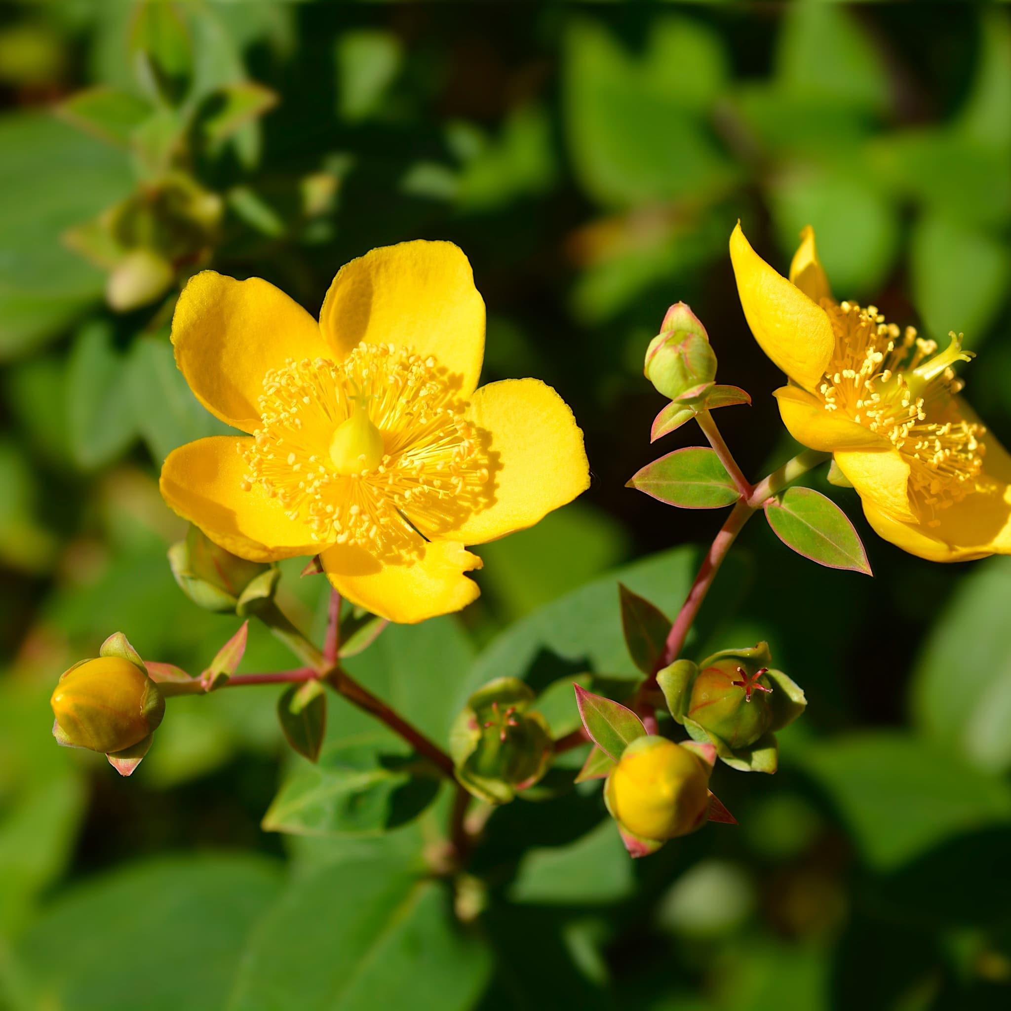 Hypericum 'Hidcote'
