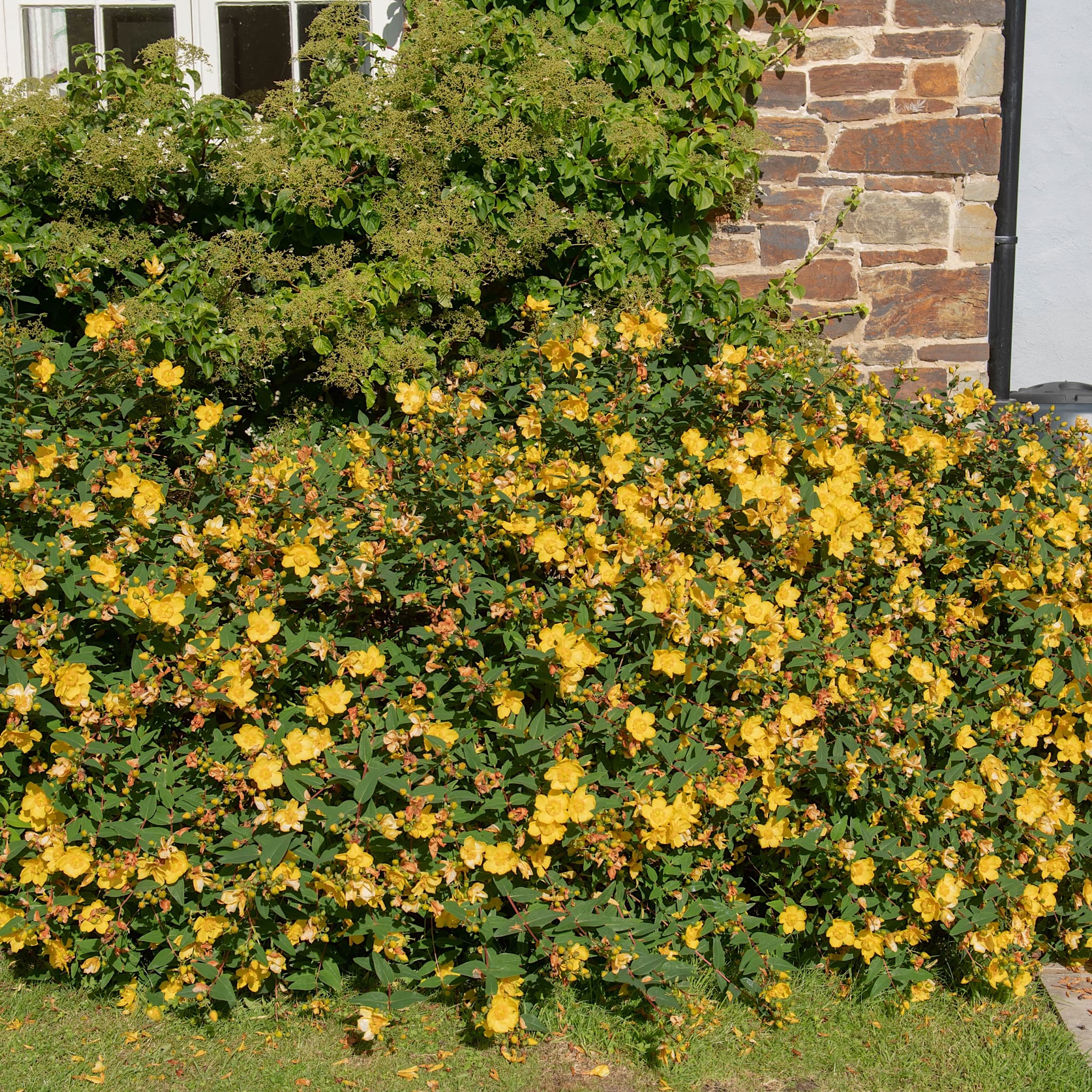 Hypericum 'Hidcote'