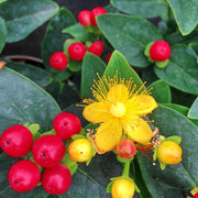 Hypericum 'Miracle Attraction'