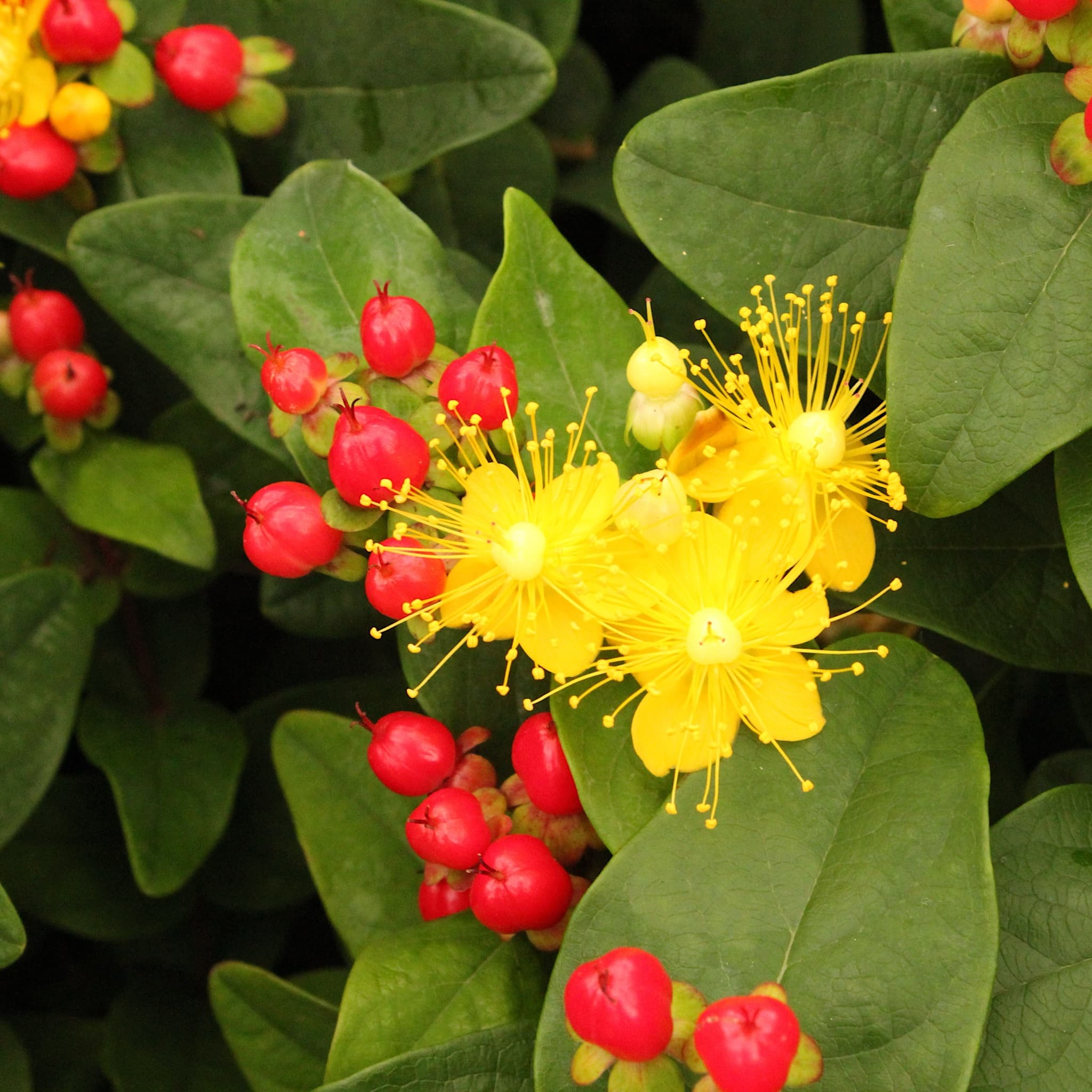 Hypericum 'Miracle Attraction'