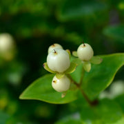 Hypericum ‘Miracle Blizz’
